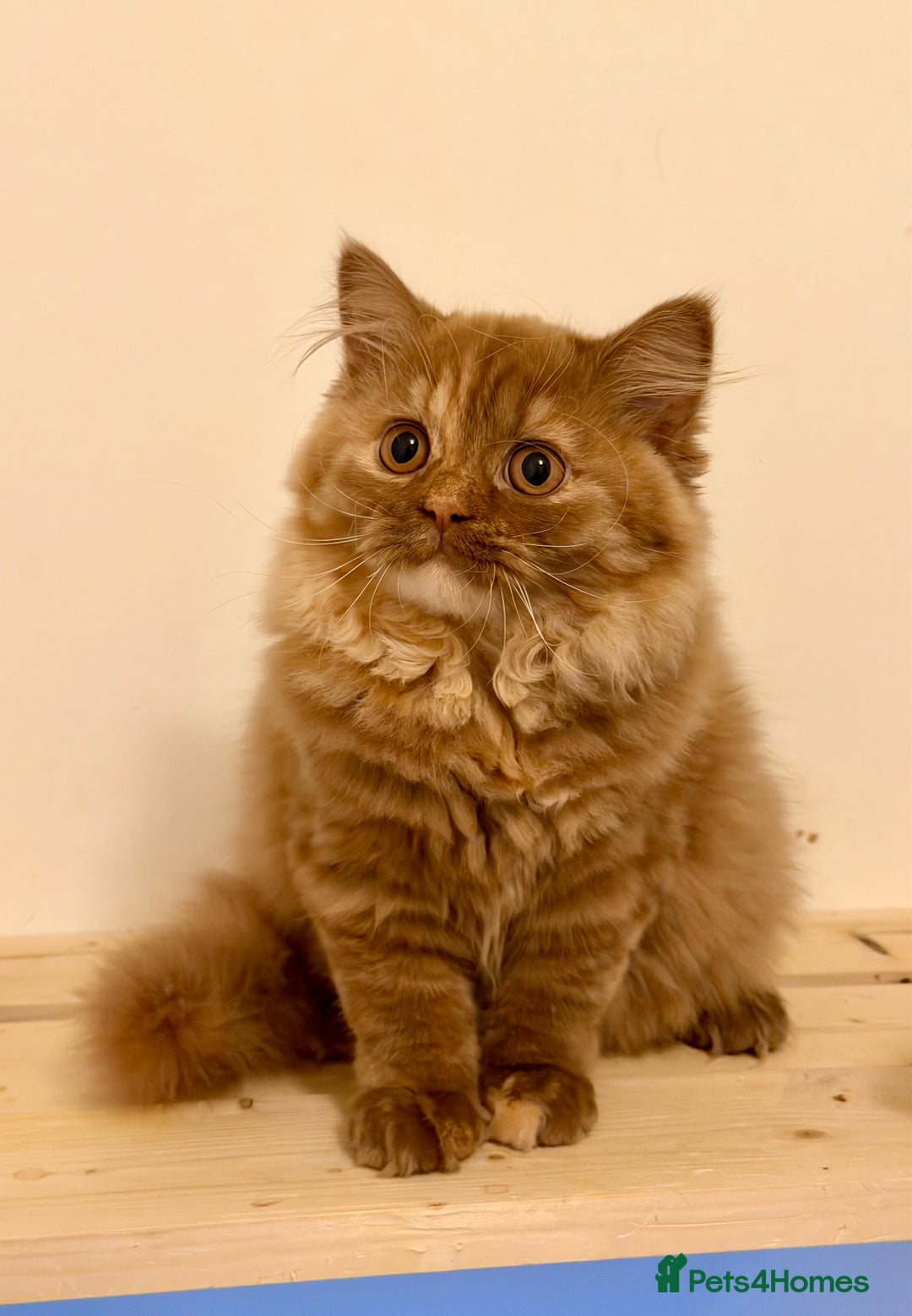 British Longhair cats for sale: Champion line kittens with excellent pedigrees - Advert 4