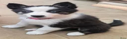 Siberian Husky dogs for sale: PLEASE READ THE DESCRIPTION CAREFULLY. - Advert 13