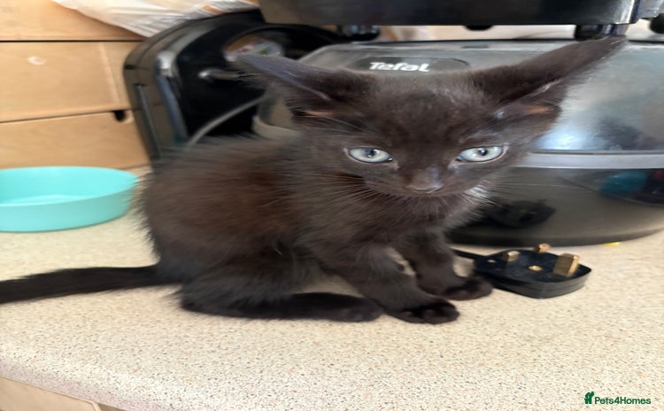 Mixed Breed cats - Advert 13