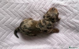 Miniature Dachshund dogs for sale: 🏆Champion Show Lines Kc Miniature Dachshunds 🏆 - Image 9