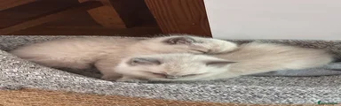 Ragdoll Kitten 1