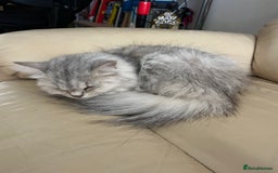 Persian cats for sale: Persian cross kittens - Image 10