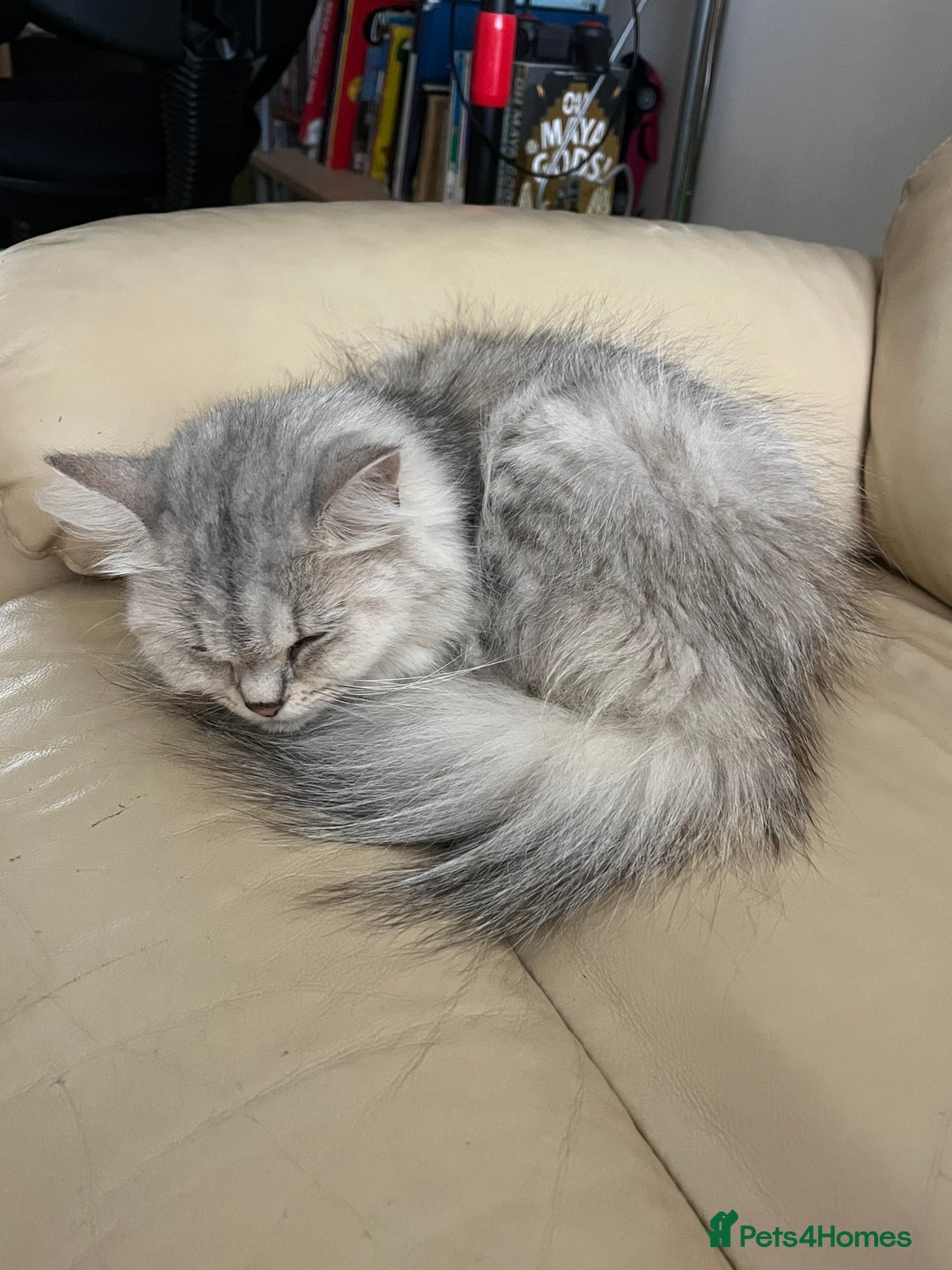 Persian cats for sale: Persian cross kittens - Image 10