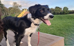 Mixed Breed dogs for sale: Border collie cocker spaniel for adoption  - Image 1