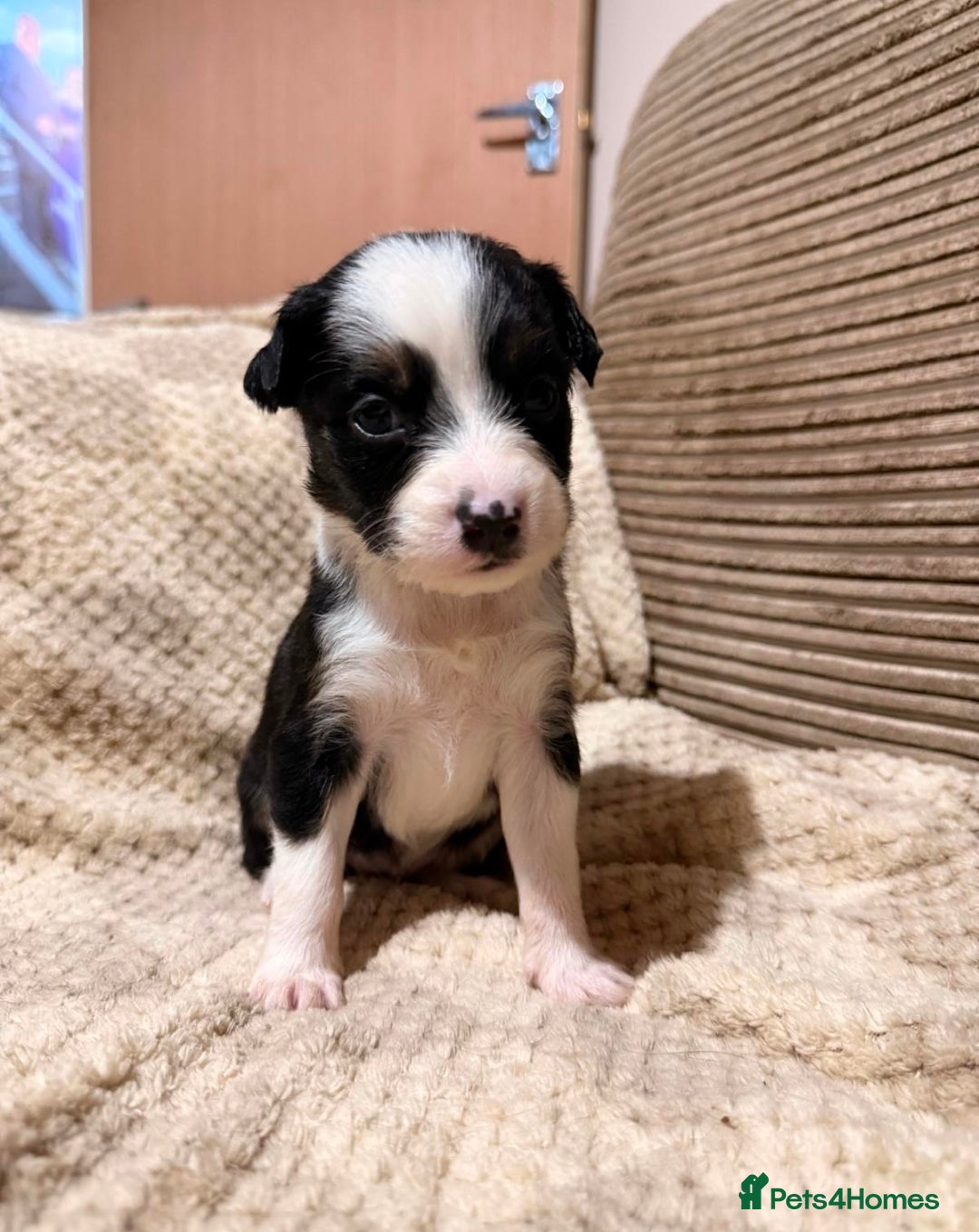 Mixed Breed dogs for sale: ✨🐾 3 Beautiful Female Puppies Available 🐾✨ - Advert 7