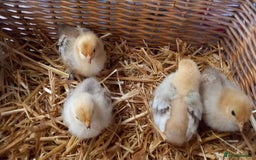 Chickens poultry for sale: Unsexed Mille Fleur Pekin Chicks For Sale  - Image 6