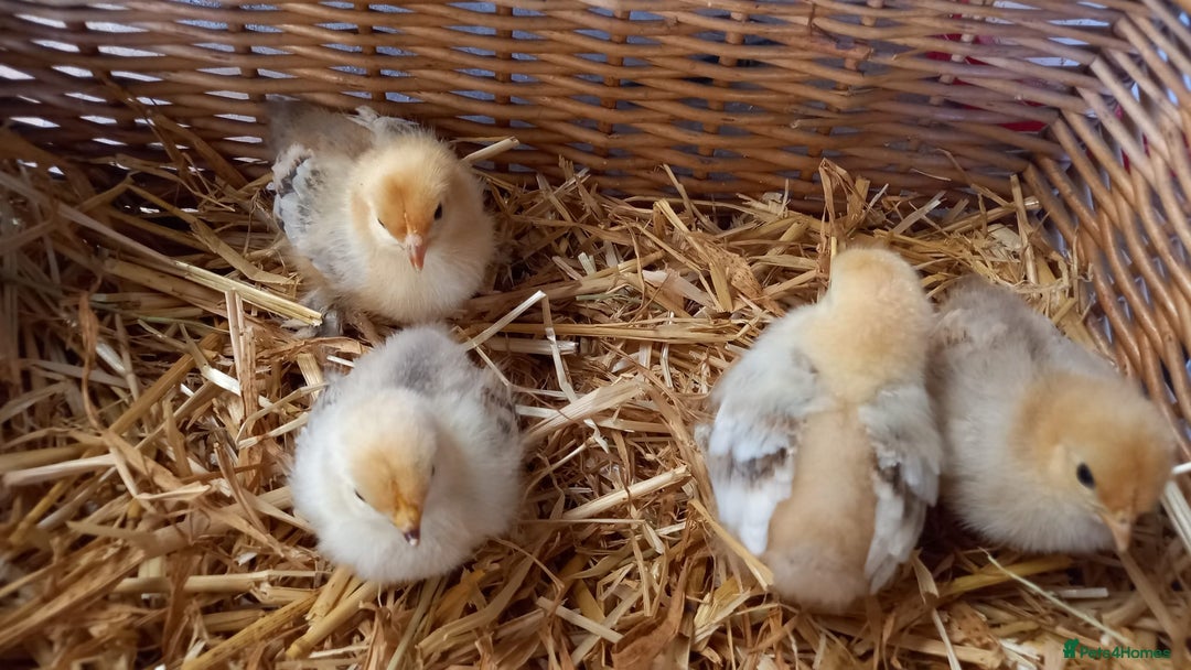Chickens poultry for sale: Unsexed Mille Fleur Pekin Chicks For Sale  - Image 6