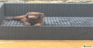 Labradoodle dogs - Advert 5