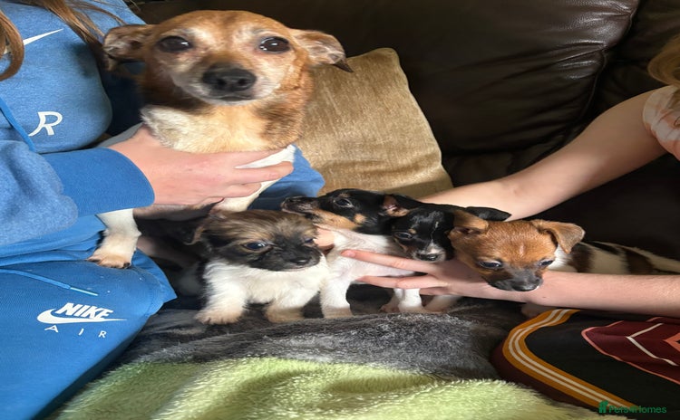 Jack Russell dogs for sale - Advert 1