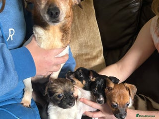 Jack Russell dogs - Advert 2