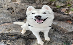 Siberian Husky dogs for sale: Darlo - Image 2