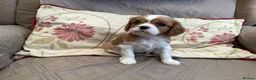 Cavalier King Charles Spaniel dogs for sale: Blenheim Cavelier King Charles Spaniel in Attleborough - Advert 2