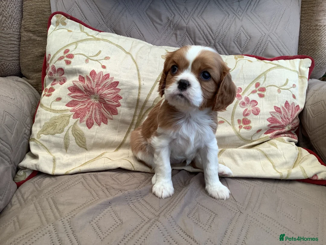 Cavalier King Charles Spaniel dogs for sale: Blenheim Cavelier King Charles Spaniel in Attleborough - Advert 2