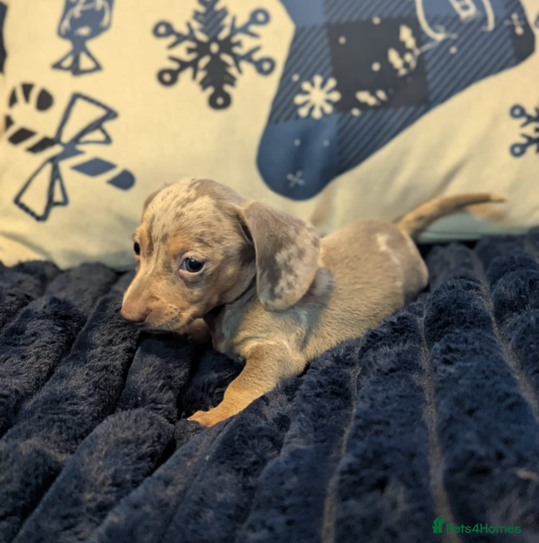 Miniature Dachshund dogs for sale: Miniature dachshund puppies  - Advert 4
