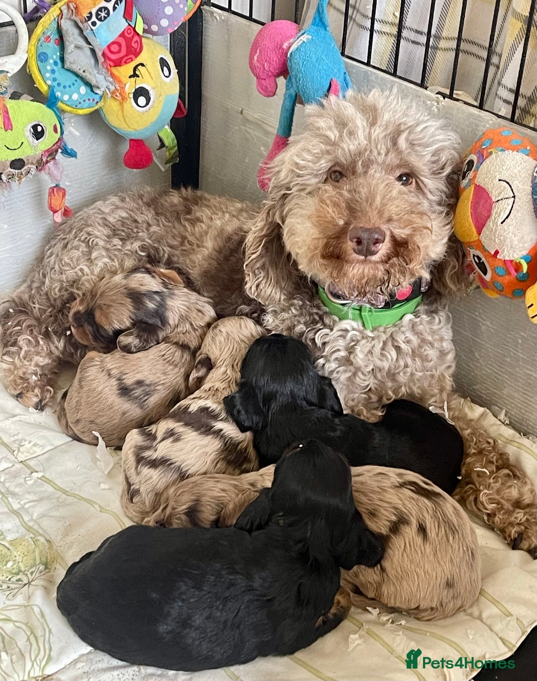 Cavapoo dogs for sale: Stunning Cavapoo babies  - Image 4