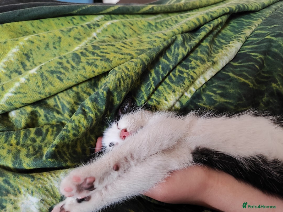 Mixed Breed cats for sale: Beautiful  boy  looking for forever home  - Image 3
