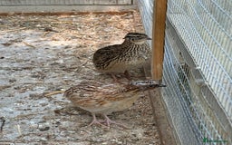 Quail poultry for sale: Quails for sale  - Image 1