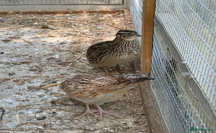 Quail poultry - Advert 1