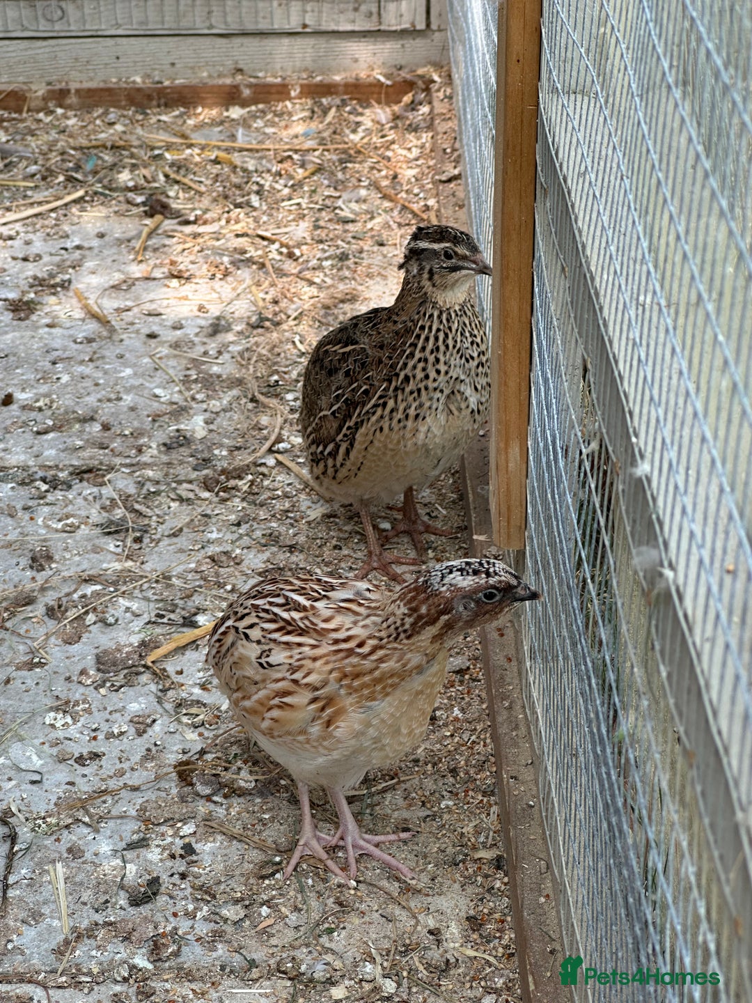 Quail poultry for sale: Quails for sale  - Image 1