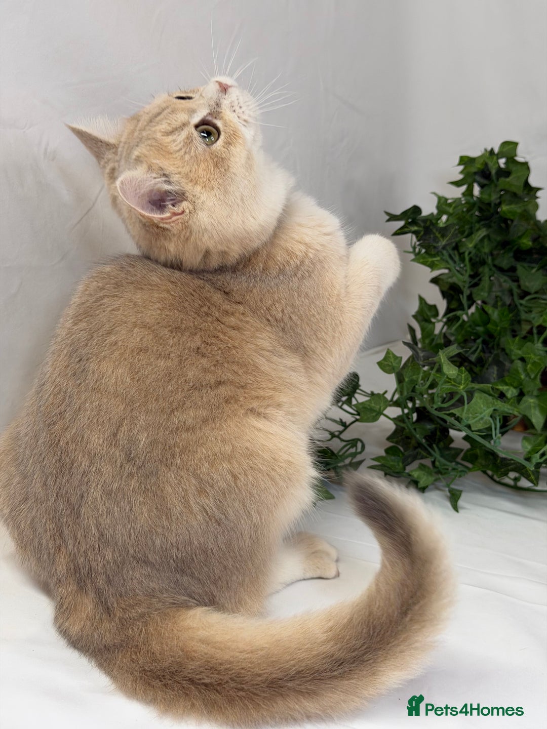 British Shorthair cats for sale: British shh blue golden boy GCCF  - Advert 13