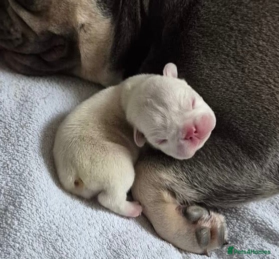 French Bulldog dogs Just arrived French Bulldog Puppy  - Advert 2