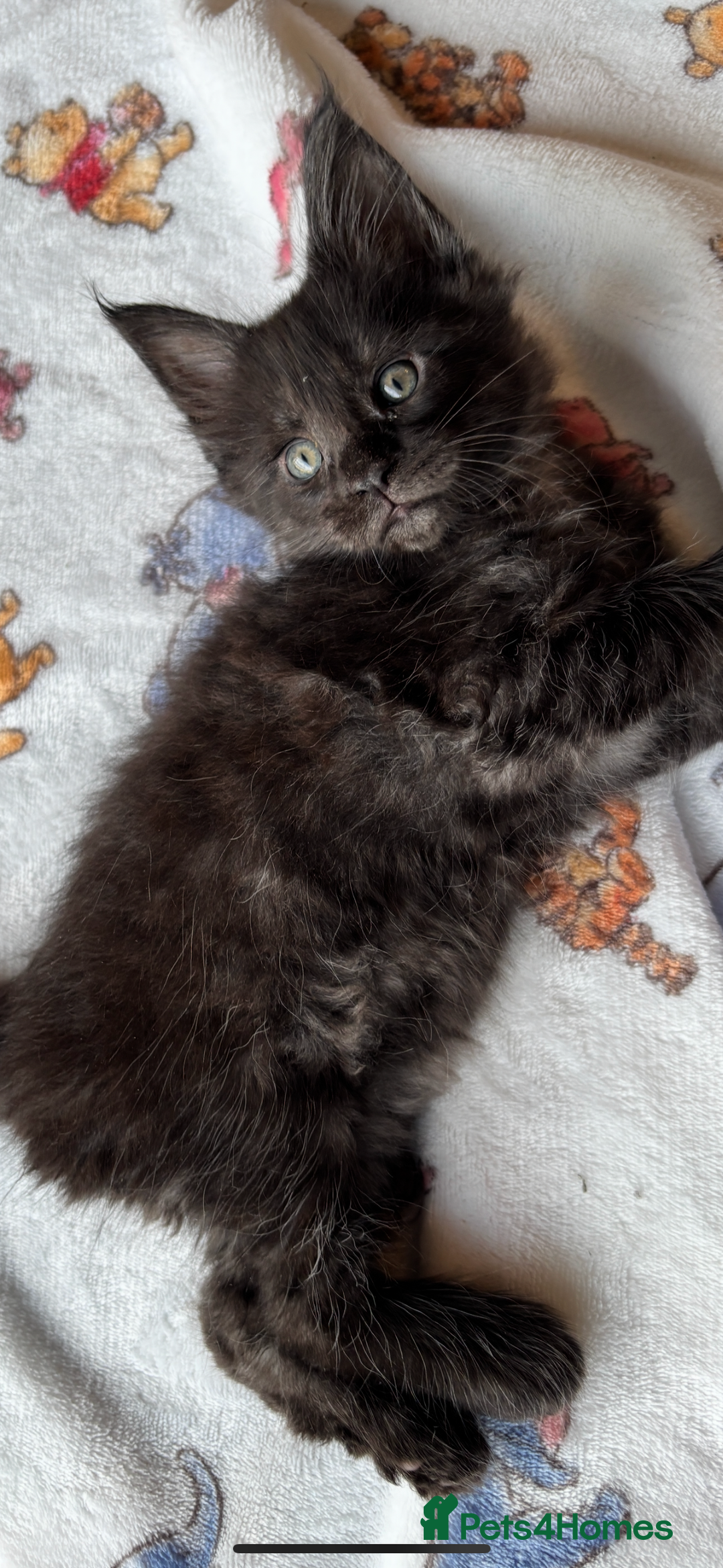 Maine Coon cats for sale: Stunning black smoke main coon boys  - Advert 4
