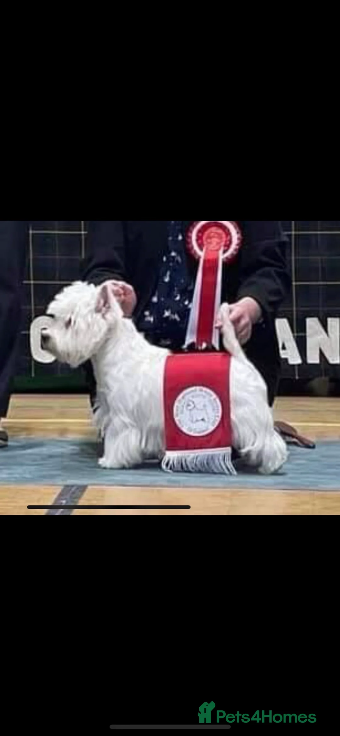 West Highland Terrier dogs for sale: Top show quality west highland terrier puppies  in Newark - Advert 2