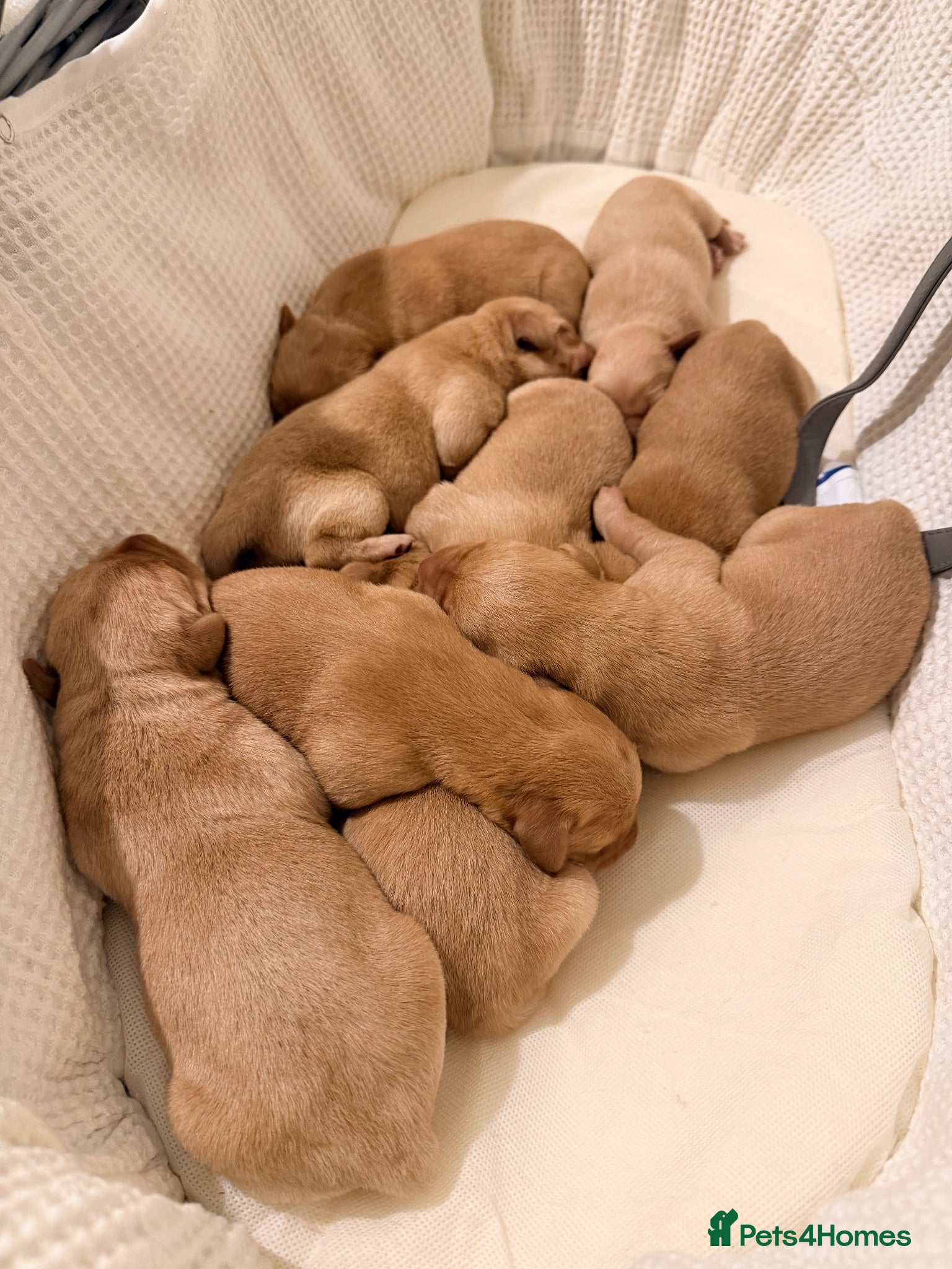 Labrador Retriever dogs Working fox Red/yellow Labradors - Advert 1