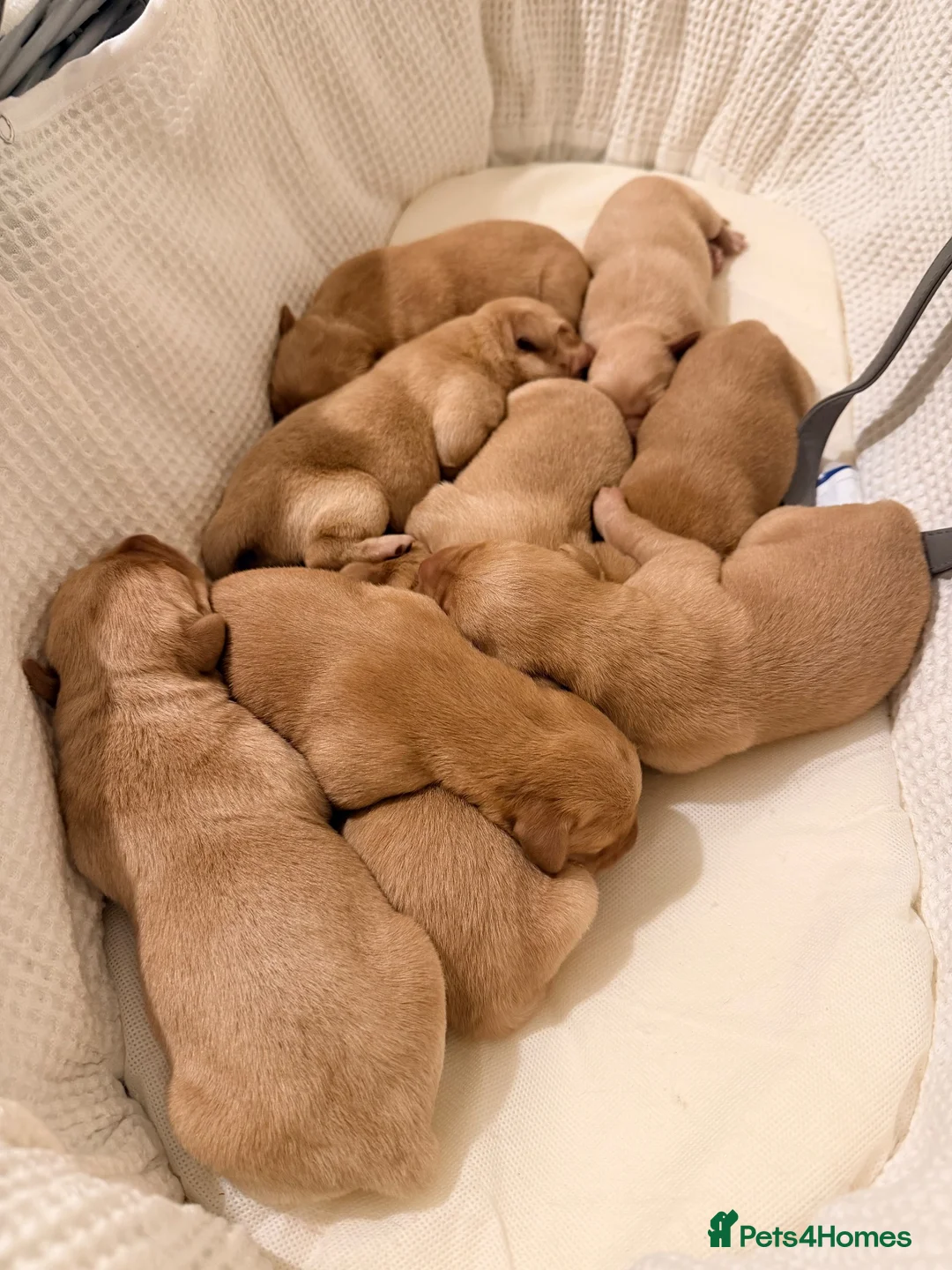 Labrador Retriever dogs for sale: Working fox Red/yellow Labradors - Advert 1
