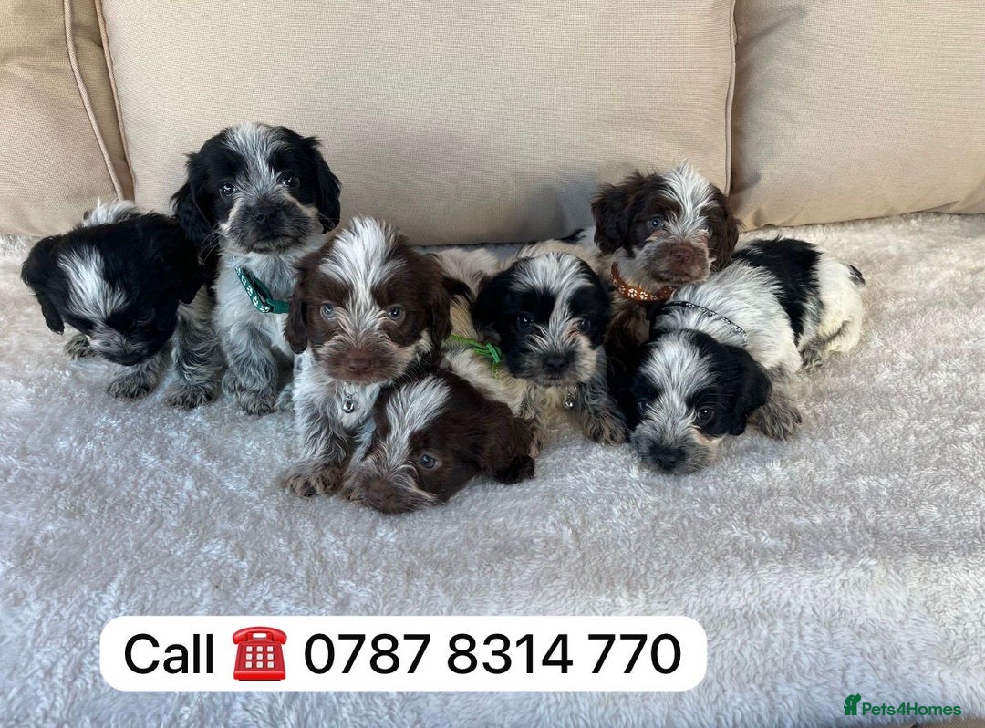 Cockapoo dogs for sale: cockapoos puppies F1 3 boys 2 girls  - Advert 3