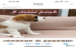 Saint Bernard dogs for sale: My bubba’s - Image 10