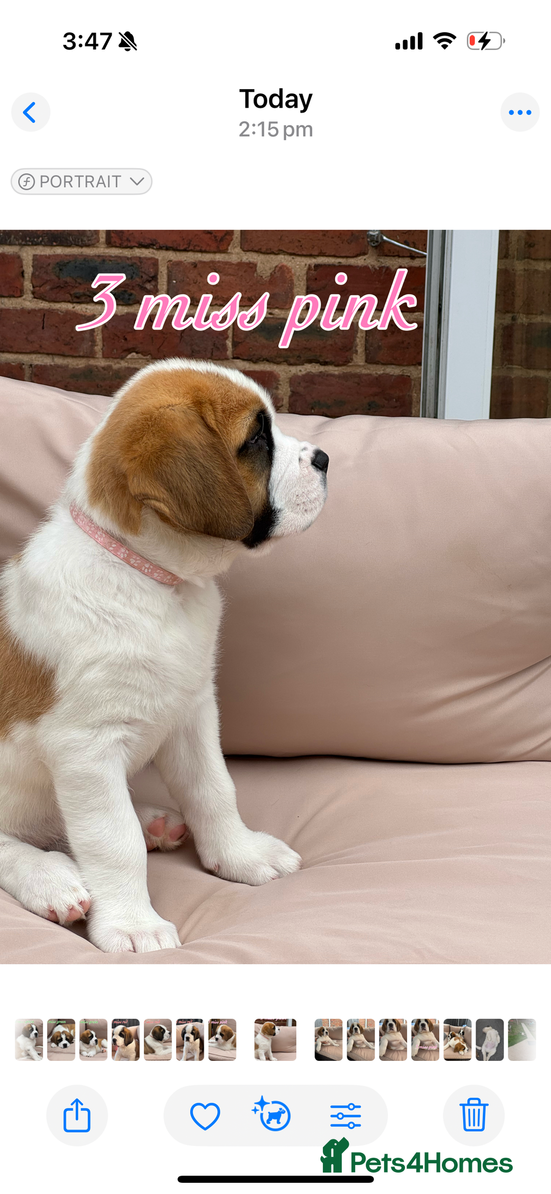 Saint Bernard dogs for sale: My bubba’s - Image 10