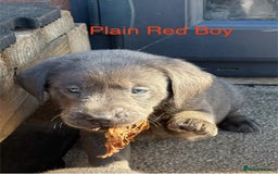 Labrador Retriever dogs for sale: Gorgeous KC Silver & Charcoal Labs - Image 9