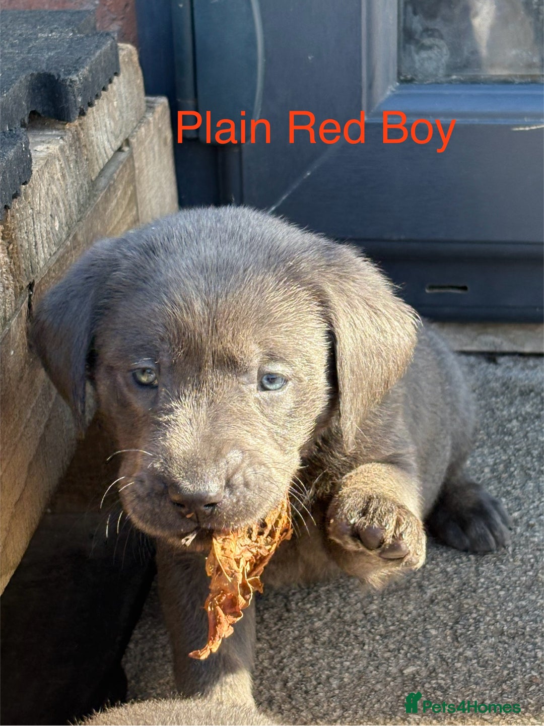 Labrador Retriever dogs for sale: Gorgeous KC Silver & Charcoal Labs - Image 9