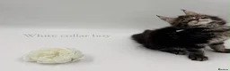 Maine Coon cats for sale: Maine coon kittens  - Advert 14