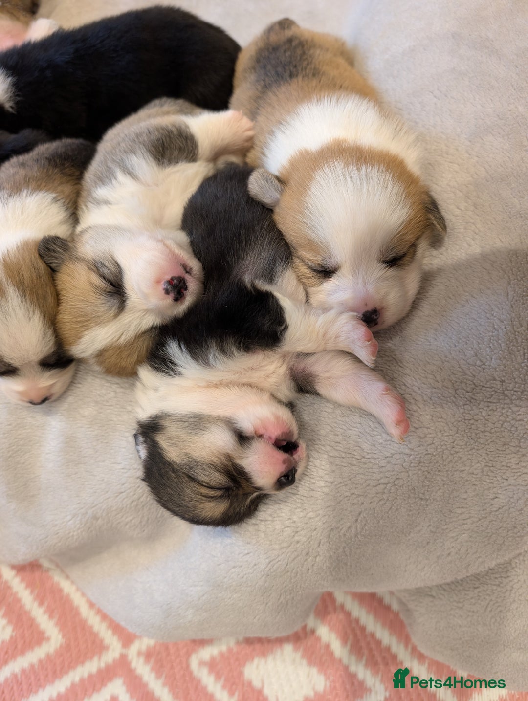 Welsh Corgi Pembroke dogs for sale: 9 Stunning Corgis  - Image 4