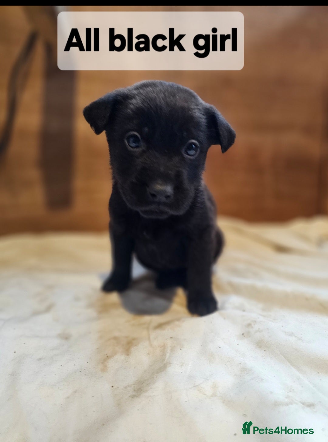 Mixed Breed dogs for sale: German shepard x rottweiler pups - Advert 18
