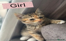 American Shorthair cats for sale: Cute playful kittens  - Image 3