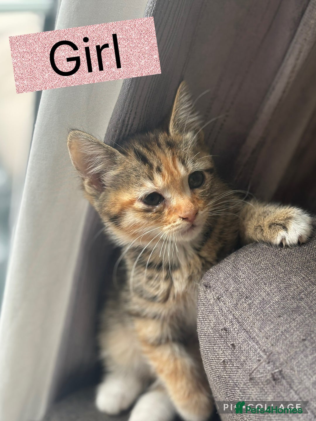 American Shorthair cats for sale: Cute playful kittens  - Image 3