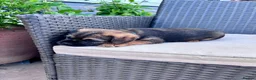 Border Terrier dogs for sale: Pedigree K C Reg Border Terrier Puppies for sale in Derby - Advert 10