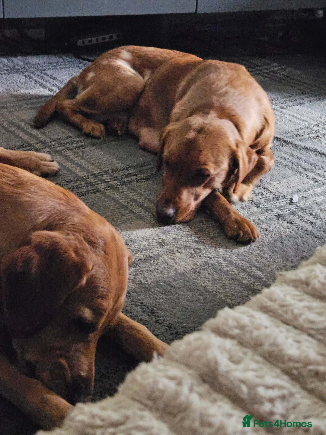Labrador Retriever dogs for sale:  labrador puppies for sale in Newton Stewart - Advert 1
