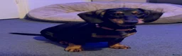 Dachshund dogs for sale: Dachshund puppies standard, smooth coat - Advert 21