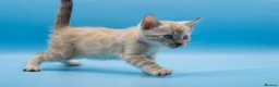 Bengal cats for sale: Snow Lynx Bengal Kittens–Available for Reservation - Advert 15