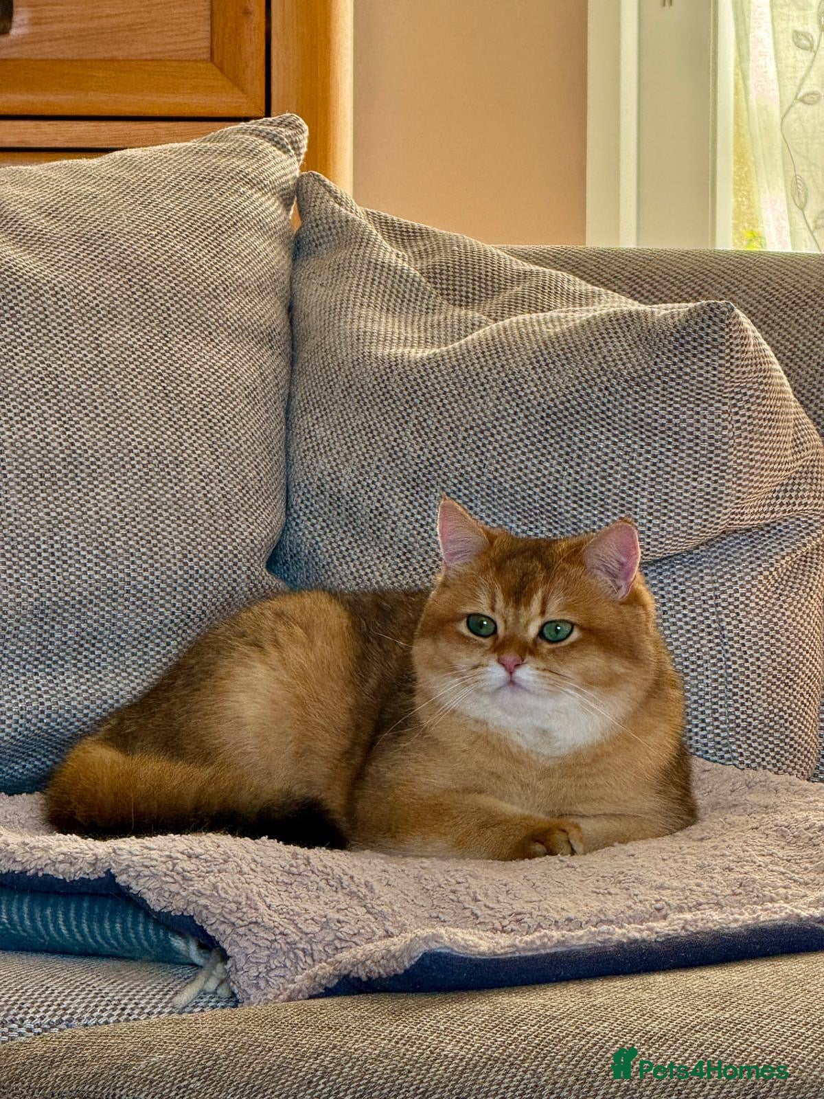 British Shorthair cats for sale: 2 boys Golden BSH for rehoming  - Advert 9