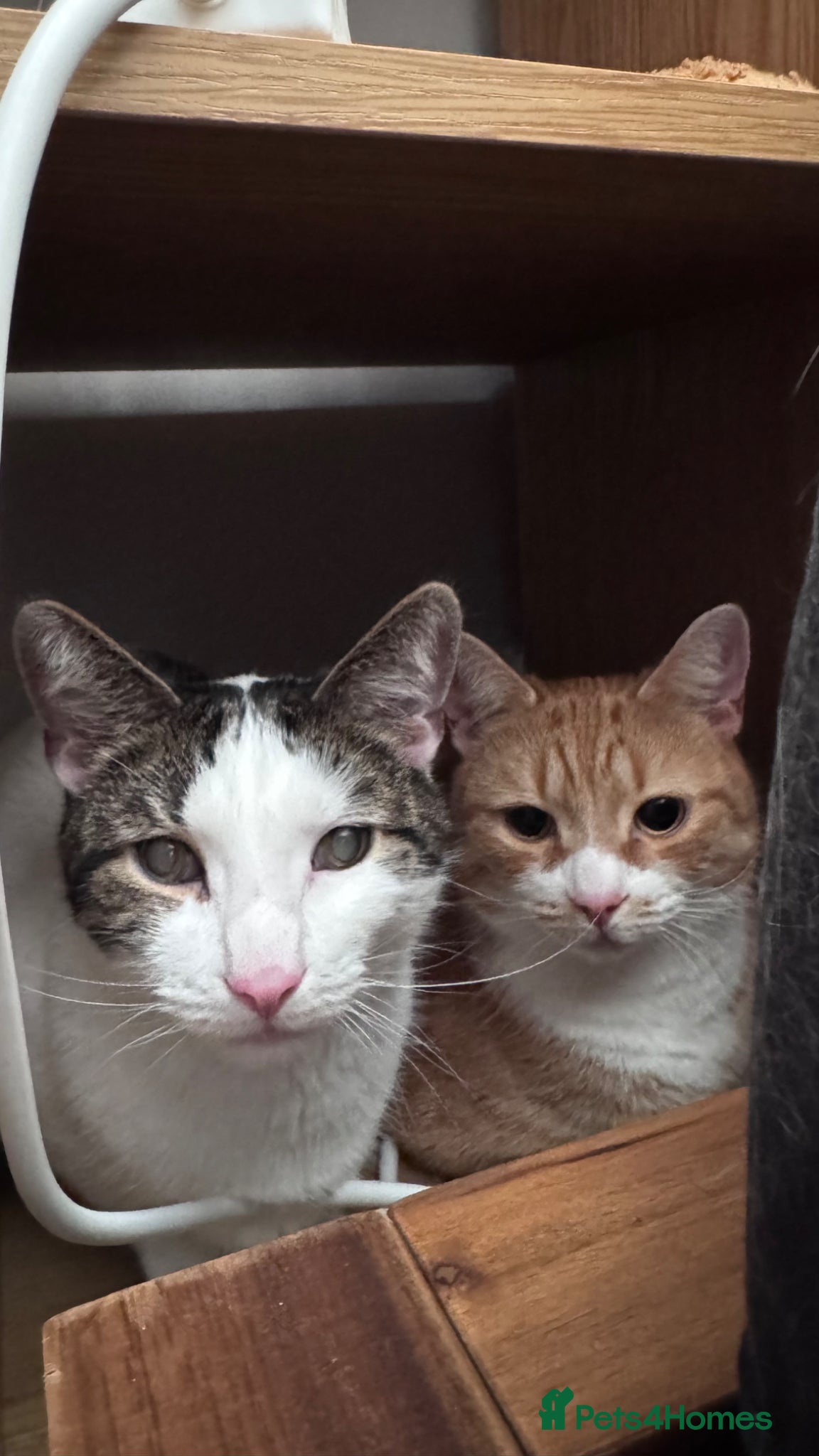 Mixed Breed cats Chappie & Jasper (free to good home) - Advert 8