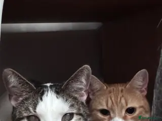 Mixed Breed cats Chappie & Jasper (free to good home) - Advert 4