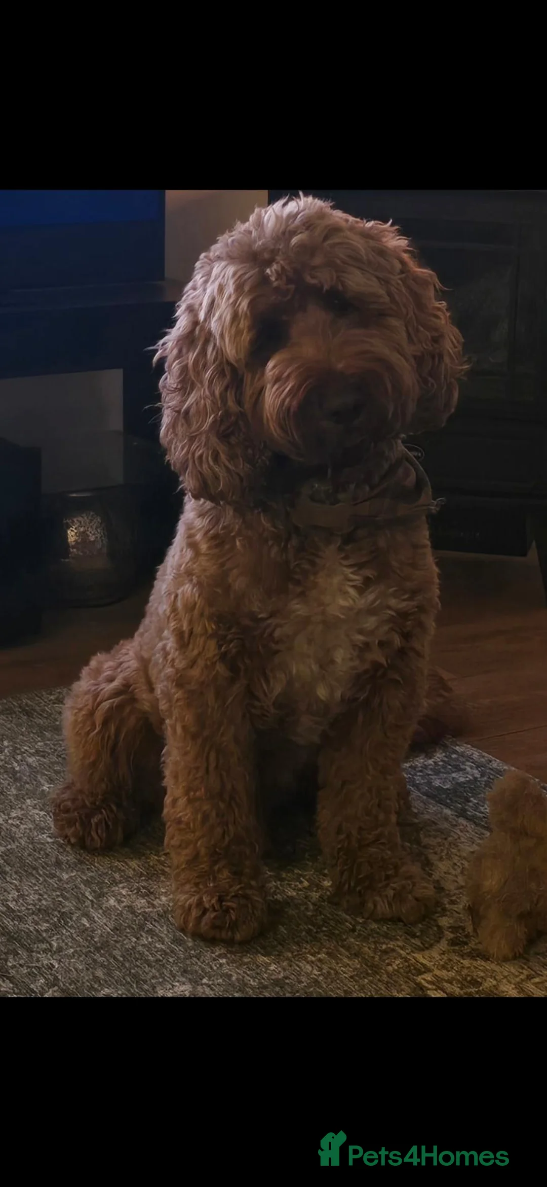 Cockapoo dogs for stud: Stunning F1 Cockapoo for stud. - Advert 2