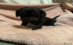 Mixed Breed dogs for sale: Cockshihpoos - Image 2