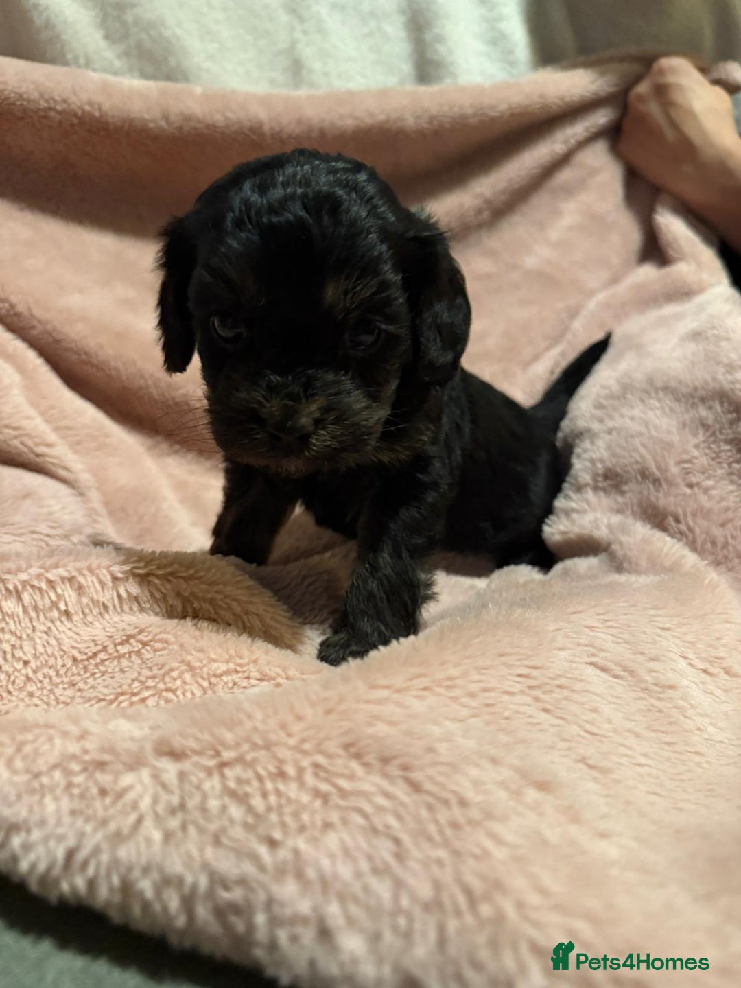 Mixed Breed dogs for sale: Cockshihpoos - Image 2