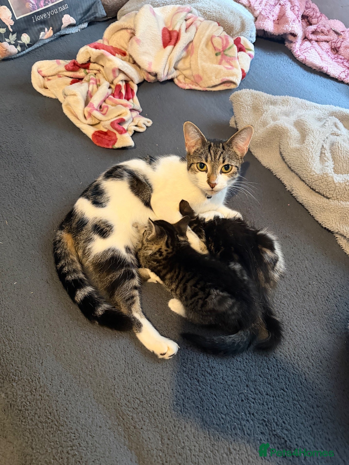 Mixed Breed cats for sale: Kittens - Advert 7
